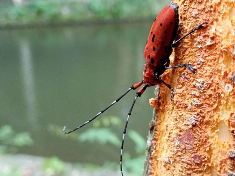 I’ve departed for a JSPS Research&nbsp;Fellowship