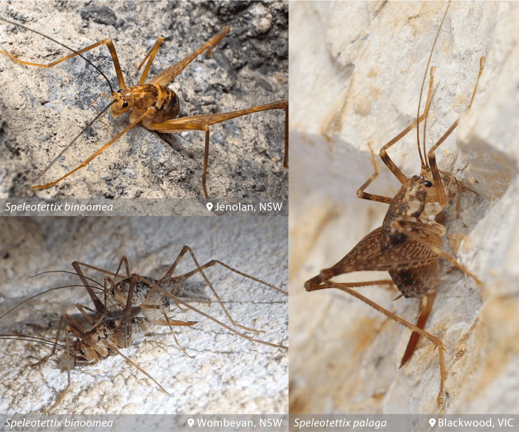 Three new cricket species discovered from caves in southeast&nbsp;Australia